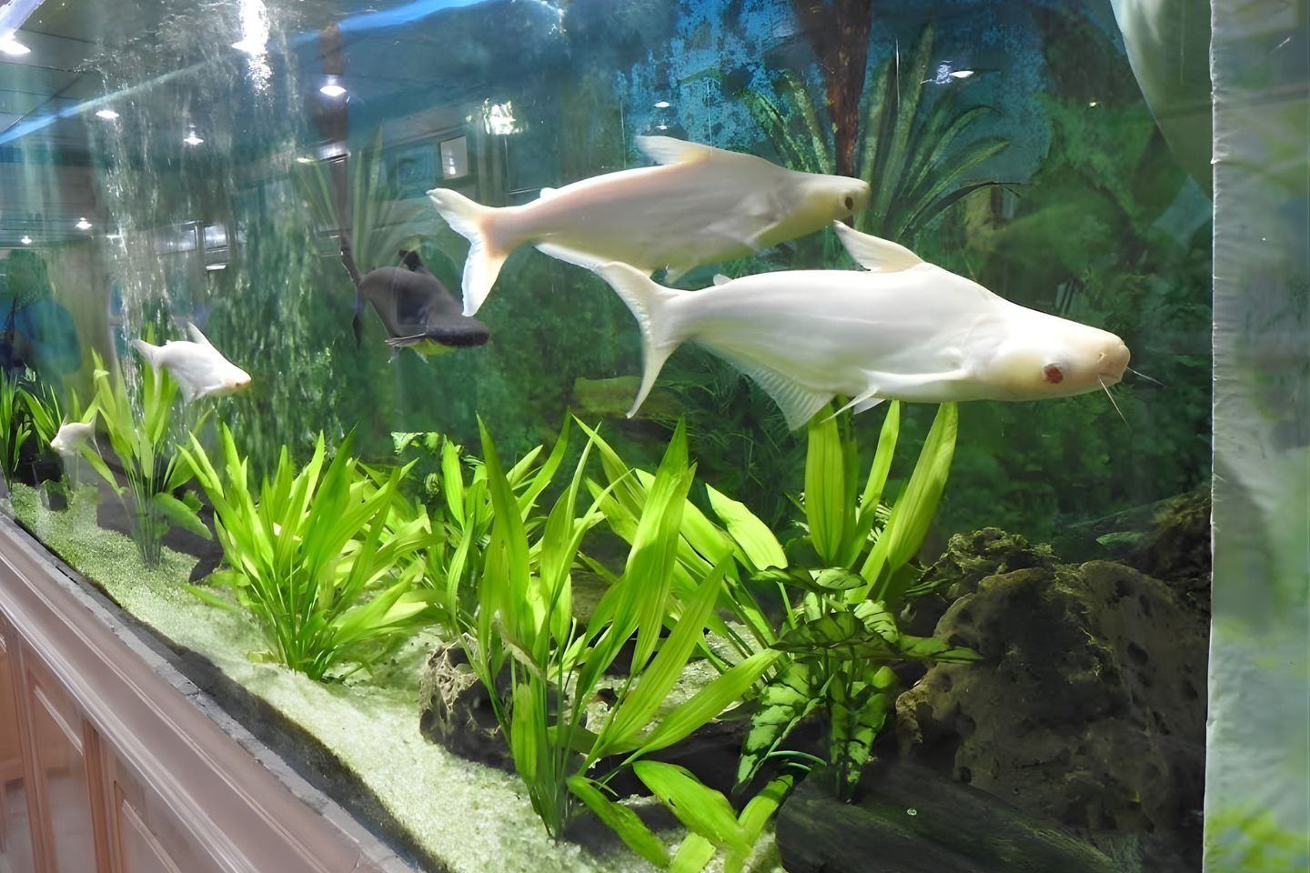 Jawahar Aquarium Mussoorie